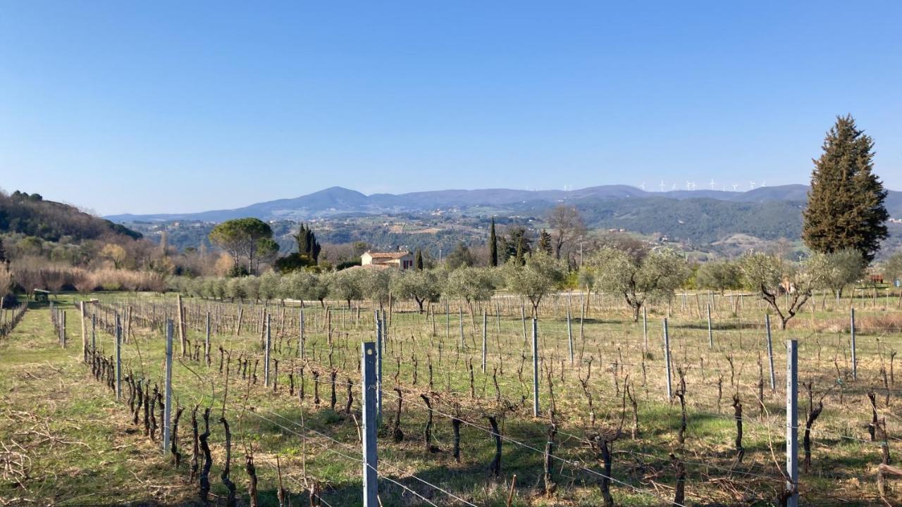 Le Giuncaie - Vigna Con Alloggio Montescudaio Εξωτερικό φωτογραφία